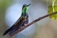 /album/galeria-de-fotos/beija-flor-tesoura-verde-thalurania-furcata-macho-adulto-jpg/